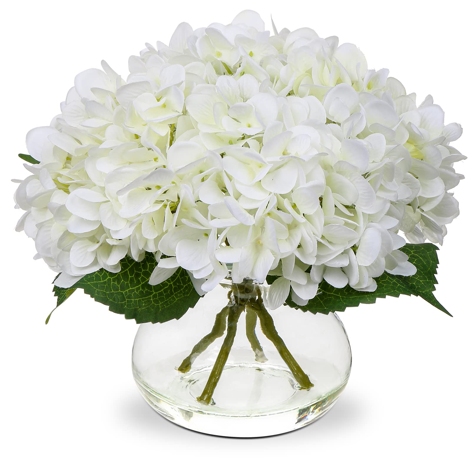Hollyone Hydrangea